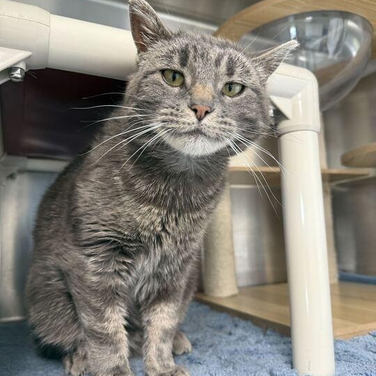 Squeegee, a Adoptable Tabby in Driggs, ID image 3/4