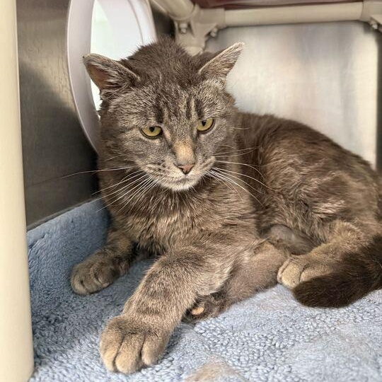 Squeegee, an adoptable Domestic Medium Hair in Driggs, ID, 83422 | Photo Image 3