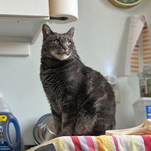 Enlarge Squeegee, an adopted Tabby in Driggs, ID image 2/6