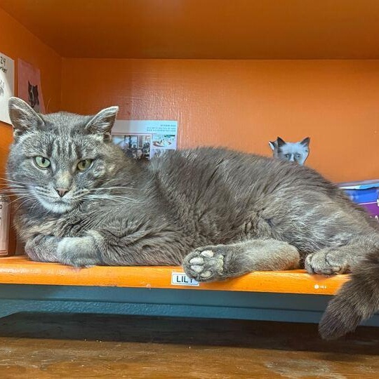 Squeegee, Adoptable, Adult Female Tabby.