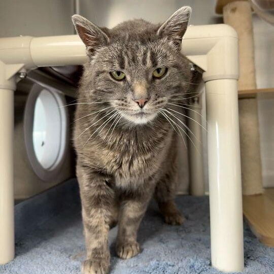Squeegee, an adoptable Domestic Medium Hair in Driggs, ID, 83422 | Photo Image 2