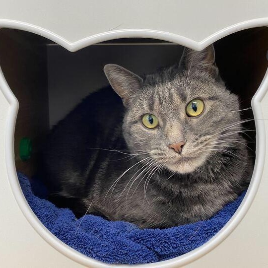 Enlarge Squeegee, an adopted Tabby in Driggs, ID image 3/6