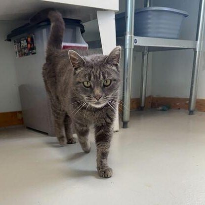 Squeegee, an adoptable Domestic Medium Hair in Driggs, ID, 83422 | Photo Image 4