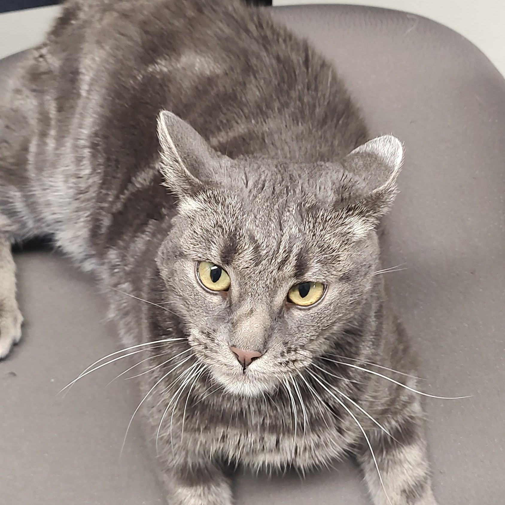 Squeegee, a Adoptable Tabby in Driggs, ID image 1/4