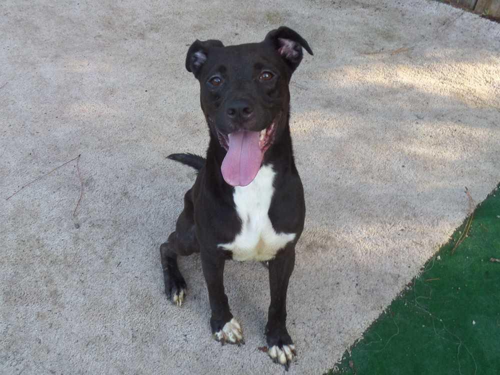Bella, Adopted, Young Female Labrador Retriever & Collie.