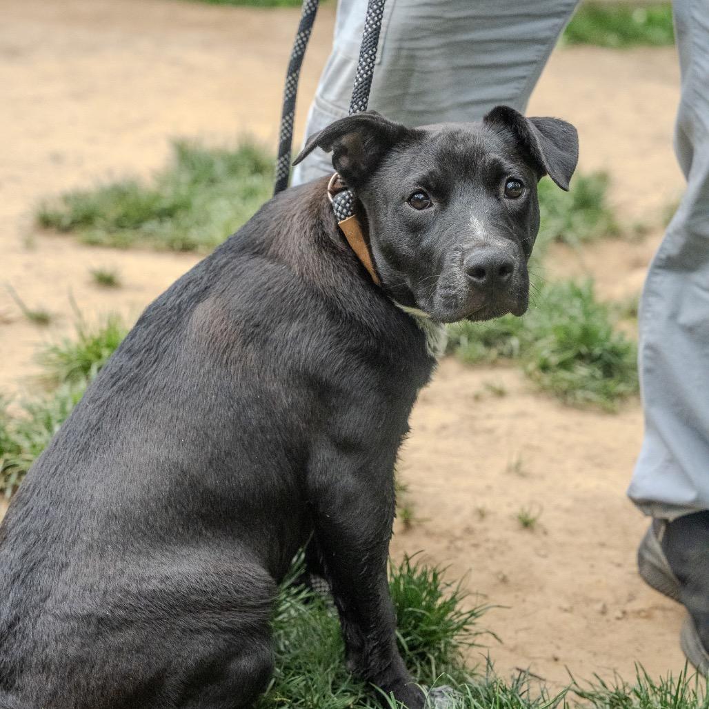 Notorious D.O.G, Adoptable, Young Male Australian Cattle Dog / Blue Heeler & American Staffordshire Terrier.