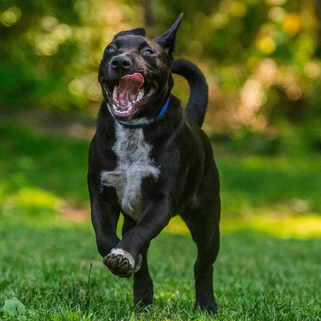 Notorious D.O.G, a Adoptable mixed breed in Pawling, NY image 2/6