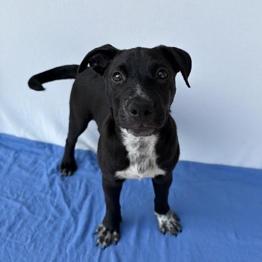 Notorious D.O.G, a Adoptable mixed breed in Pawling, NY image 3/6