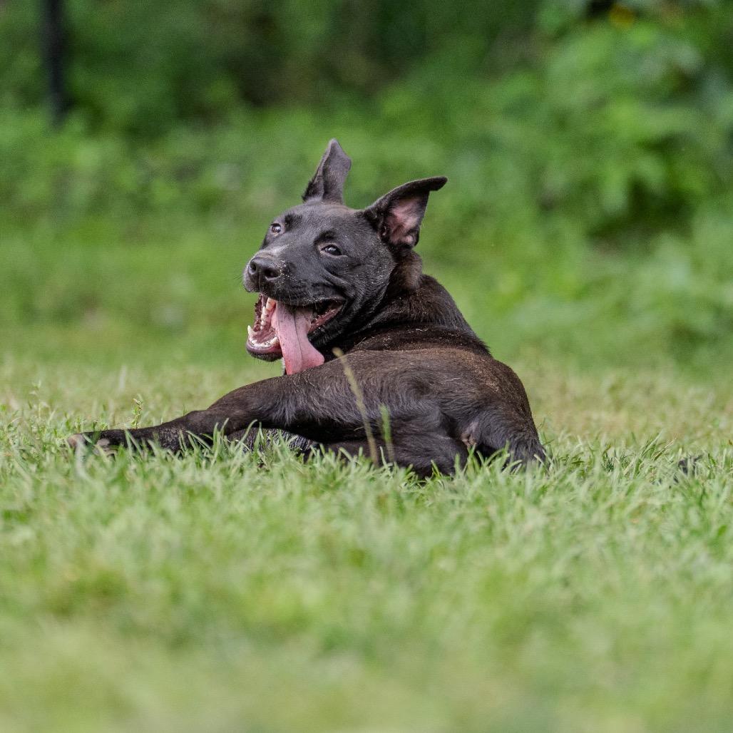 Enlarge Notorious D.O.G, a Adoptable mixed breed in Pawling, NY image 2/6