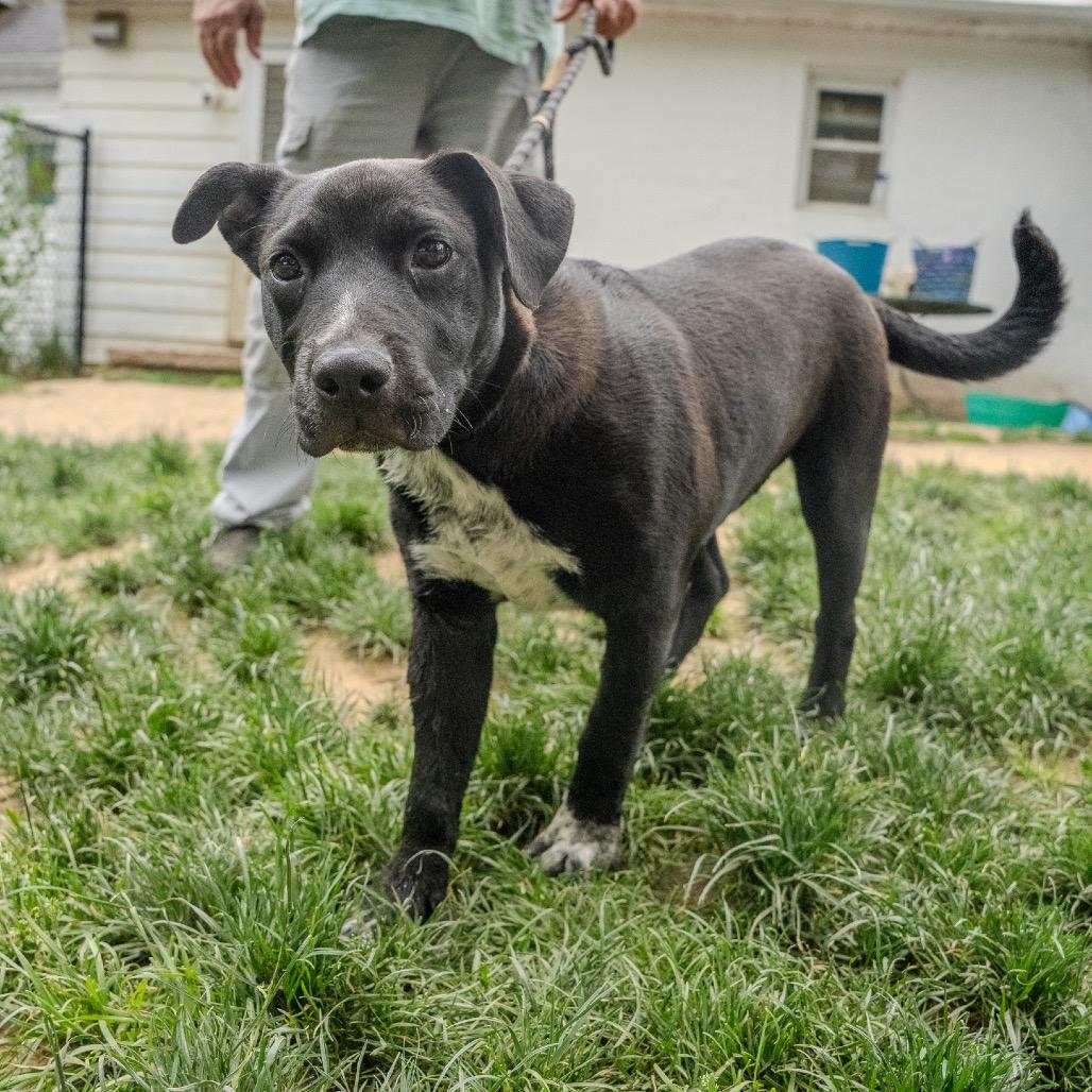 Notorious D.O.G, a Adoptable mixed breed in Pawling, NY image 4/6