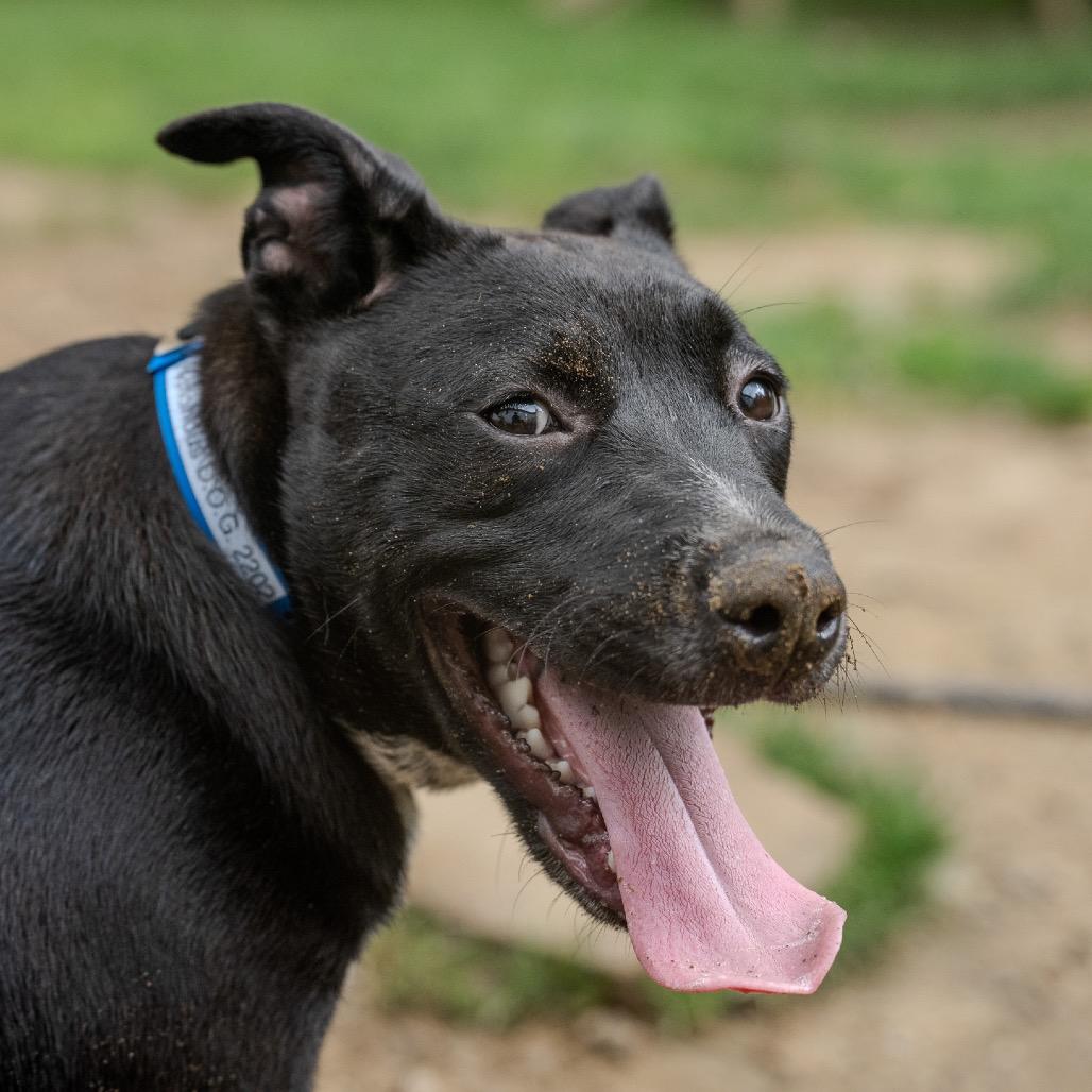 Enlarge Notorious D.O.G, a Adoptable mixed breed in Pawling, NY image 3/6