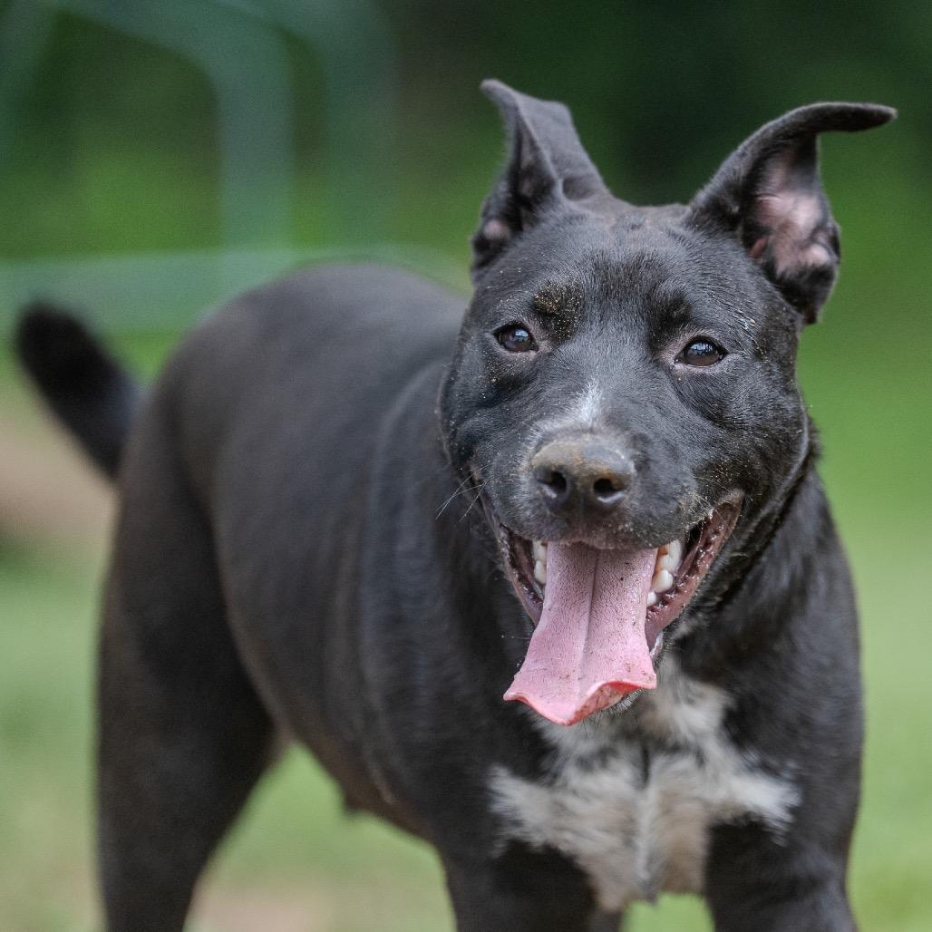 Enlarge Notorious D.O.G, a Adoptable mixed breed in Pawling, NY image 4/6