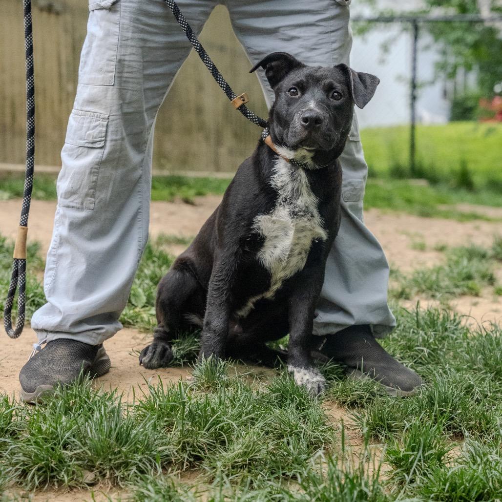 Notorious D.O.G, a Adoptable mixed breed in Pawling, NY image 5/6