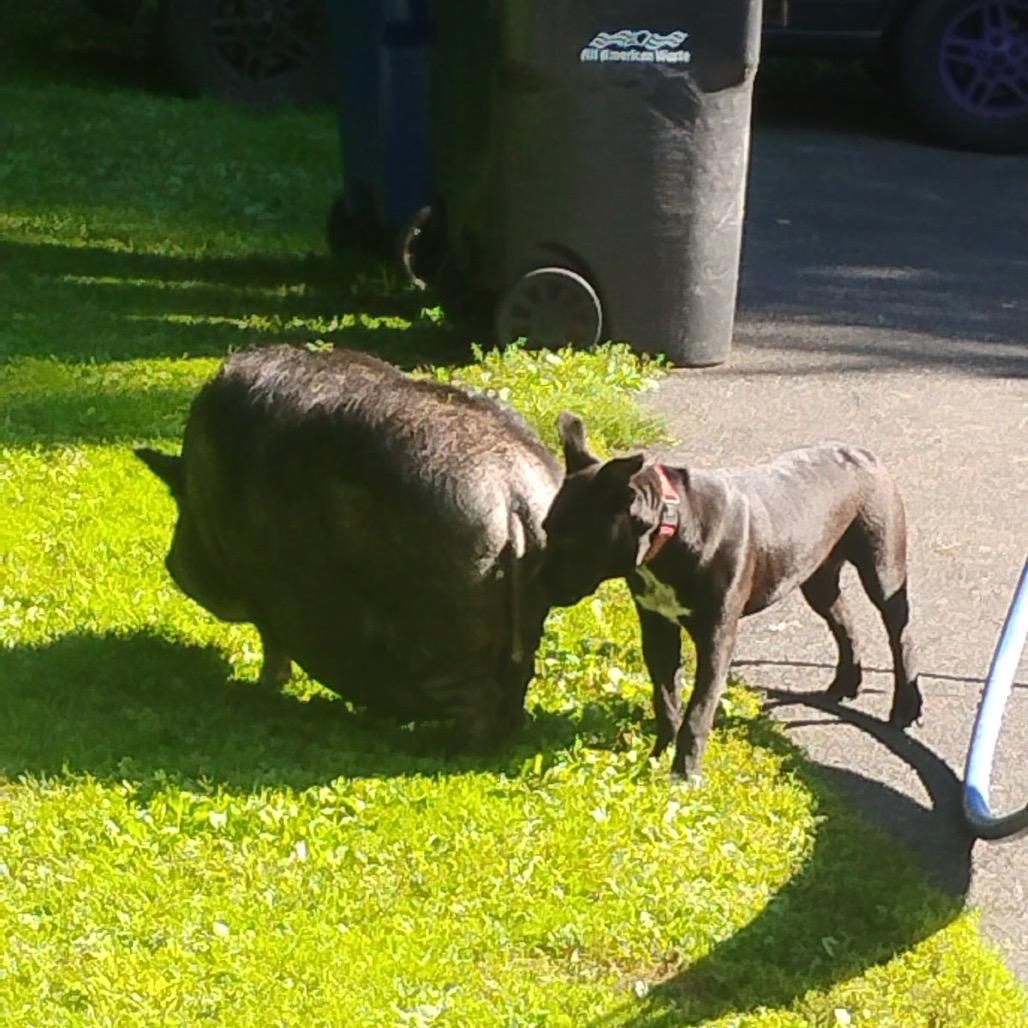 Enlarge Notorious D.O.G, a Adoptable mixed breed in Pawling, NY image 5/6