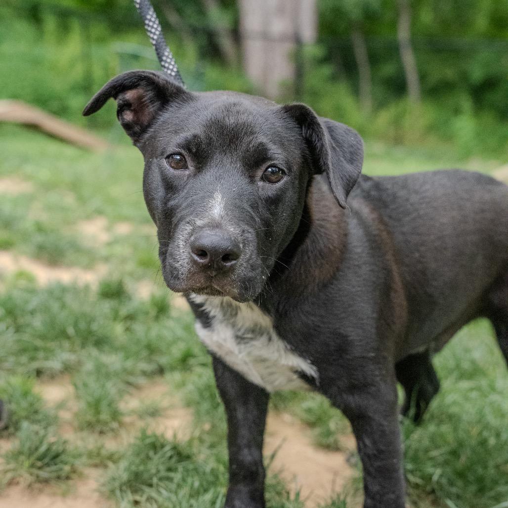 Notorious D.O.G, a Adoptable mixed breed in Pawling, NY image 6/6