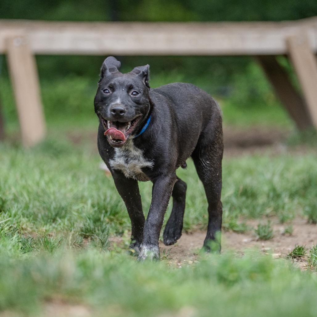 Enlarge Notorious D.O.G, a Adoptable mixed breed in Pawling, NY image 6/6
