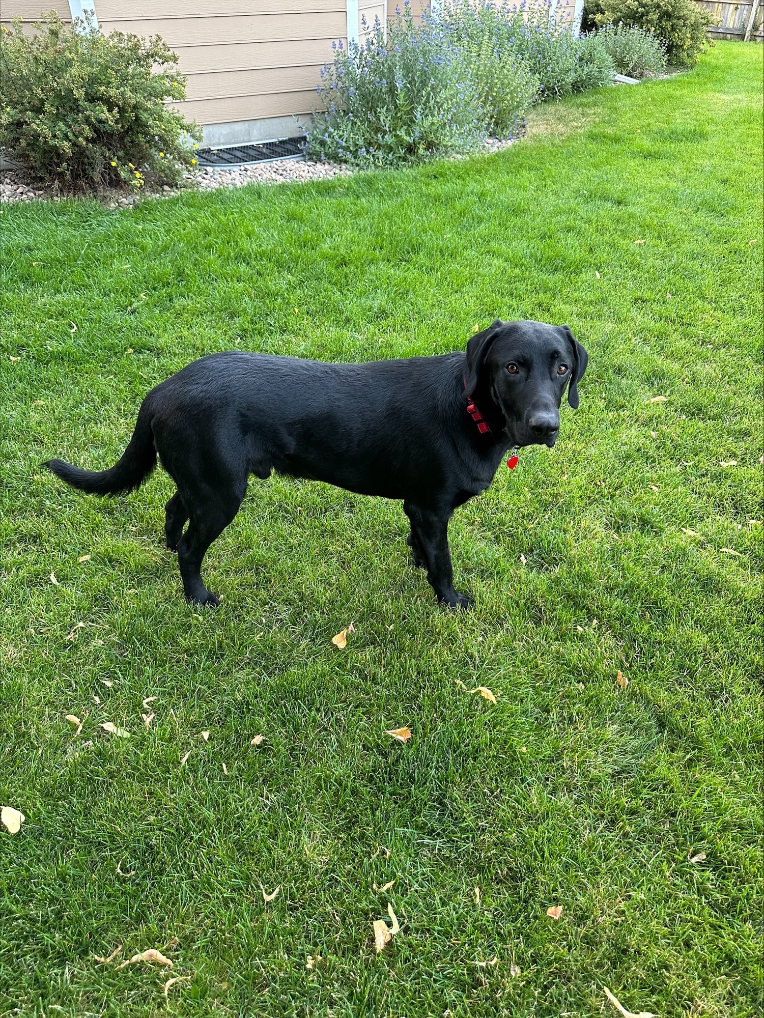 Zorro, a Adoptable Black Labrador Retriever in Golden, CO image 2/6