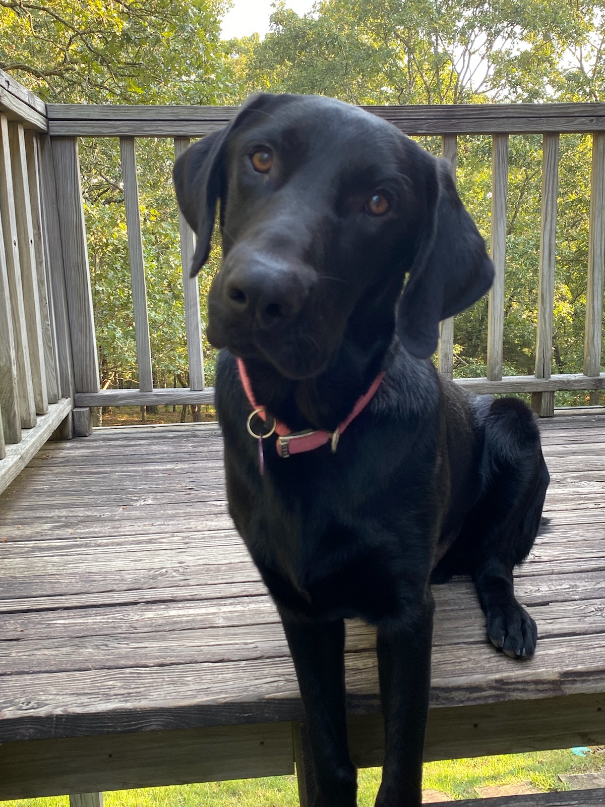 Zorro, a Adoptable Black Labrador Retriever in Golden, CO image 3/6