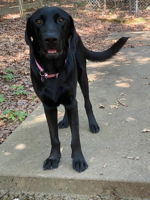 Zorro, a Adoptable Black Labrador Retriever in Golden, CO image 4/6