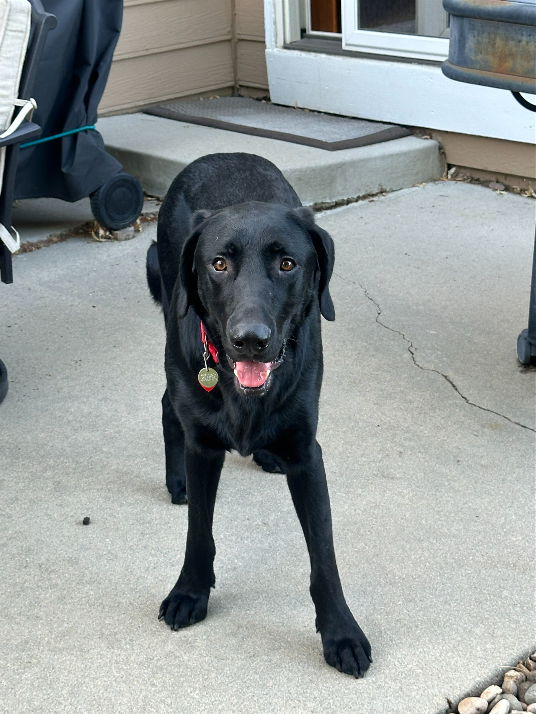 Zorro, a Adoptable Black Labrador Retriever in Golden, CO image 5/6