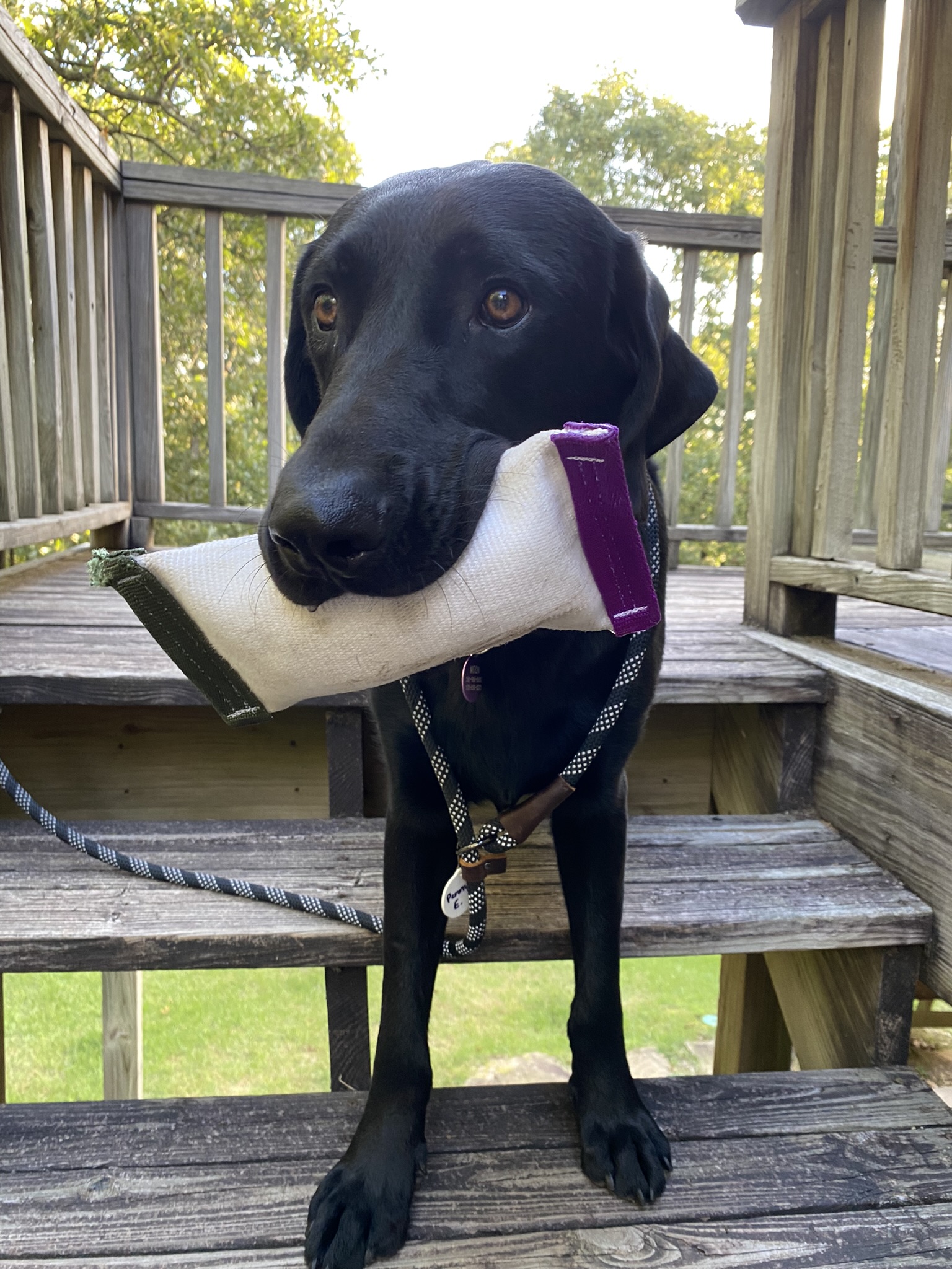 Zorro, a Adoptable Black Labrador Retriever in Golden, CO image 6/6