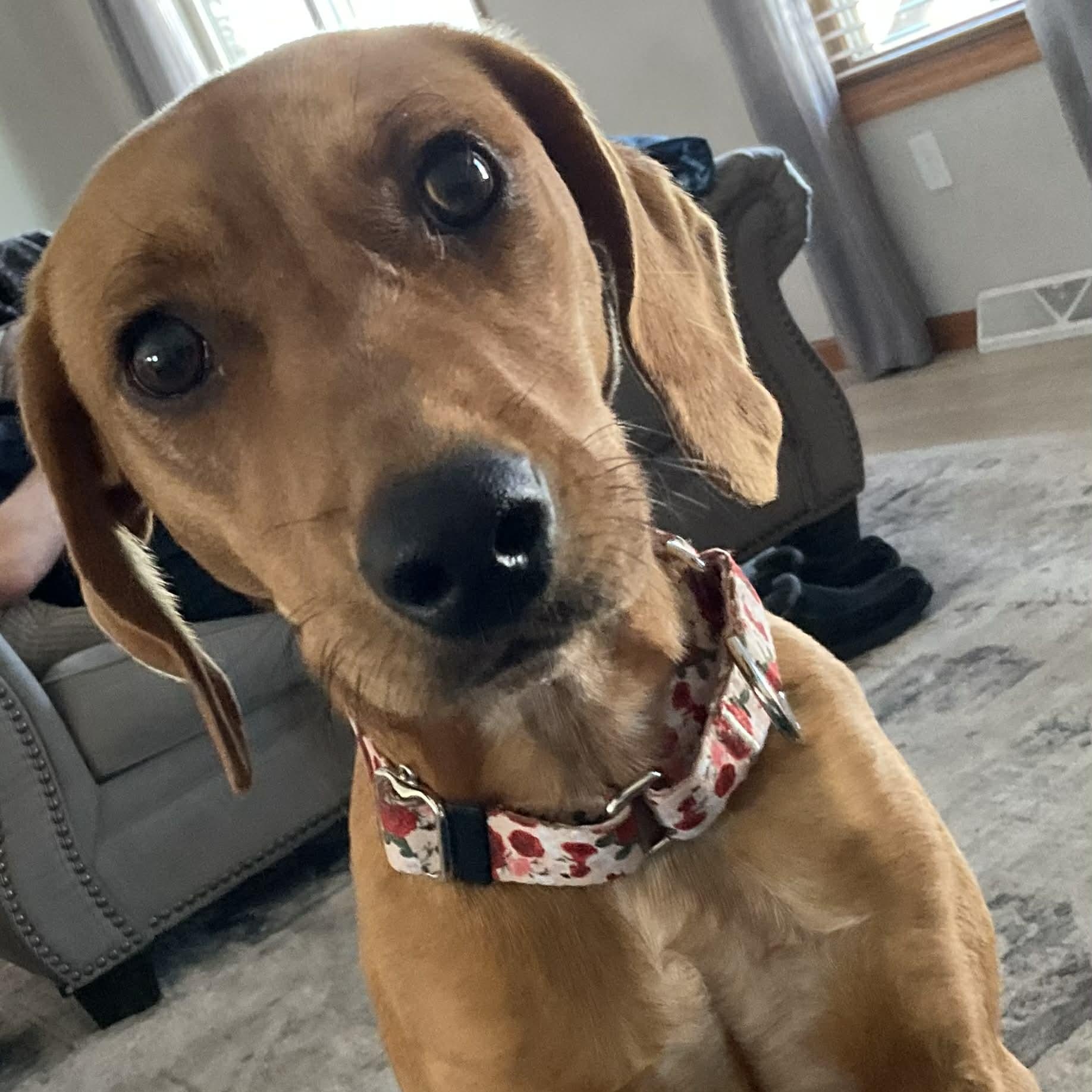 Enlarge FIA, a Adoptable mixed breed in Evansville, WI image 2/5