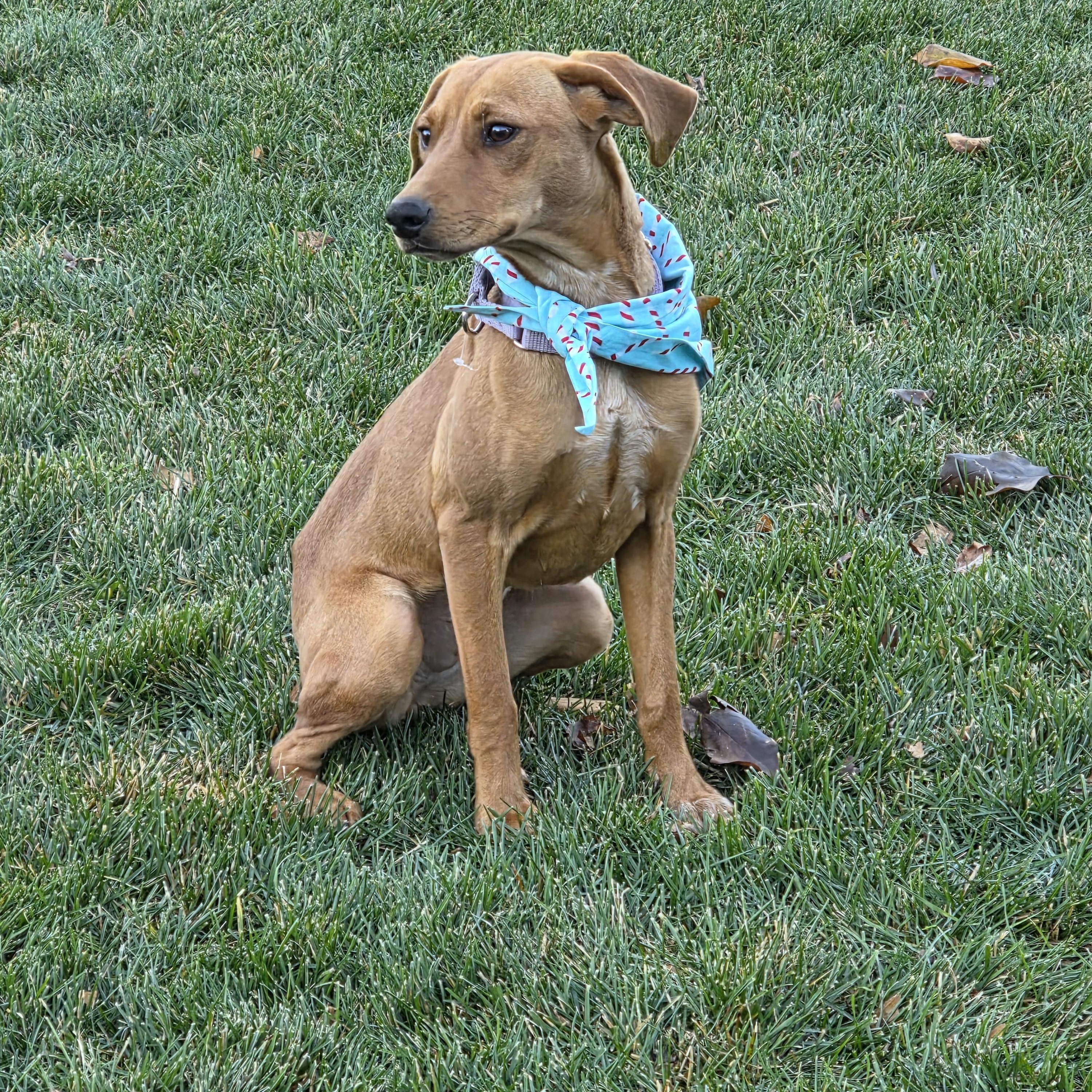FIA, a Adoptable mixed breed in Evansville, WI image 3/3
