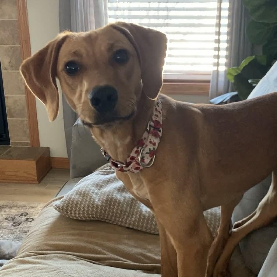 Enlarge FIA, a Adoptable mixed breed in Evansville, WI image 1/5