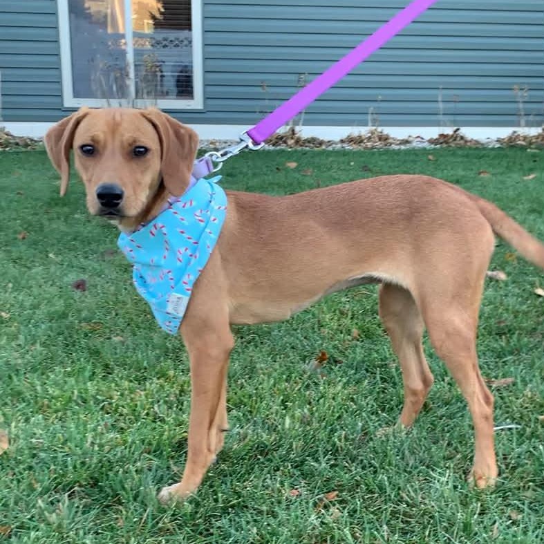 FIA, Adoptable, Adult Female Beagle & Redbone Coonhound.