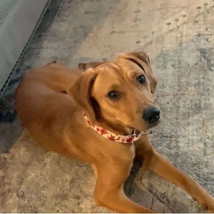 Enlarge FIA, a Adoptable mixed breed in Evansville, WI image 4/5