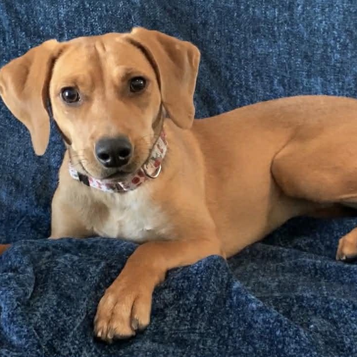 FIA, Adoptable, Young Female Beagle & Redbone Coonhound.