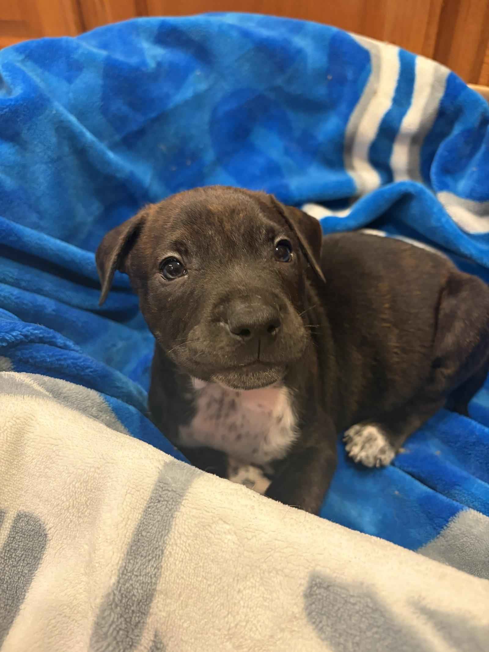 Enlarge Pongo, a Adoptable Pit Bull Terrier in Belleville, MI image 1/2