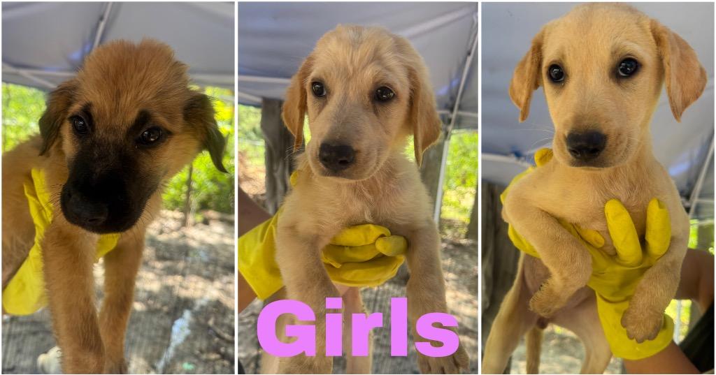 Rosie, Adopted, Puppy Female Great Pyrenees & Airedale Terrier.