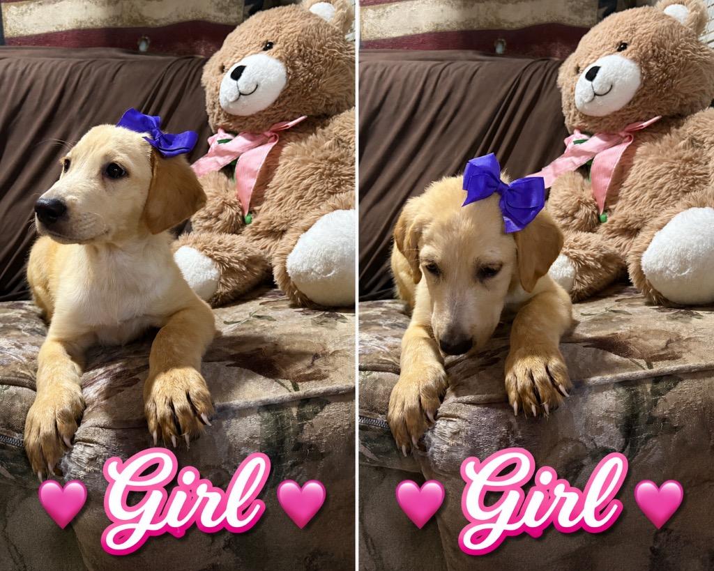 Enlarge Rosie, a Adopted mixed breed in Quinlan, TX image 3/3