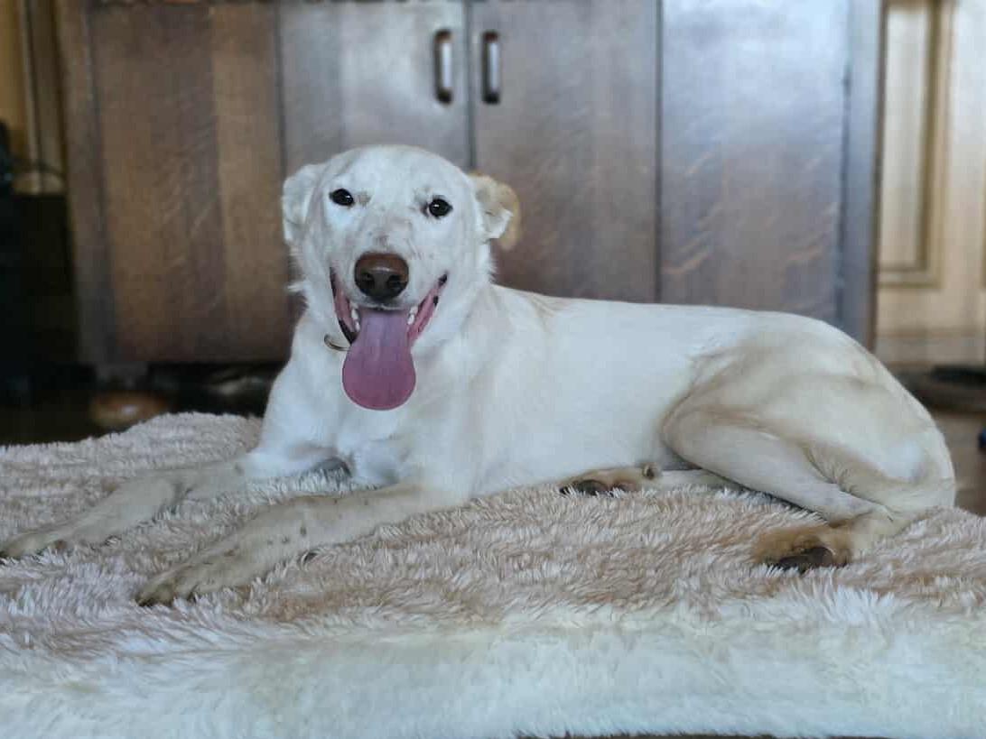 Egret, an adoptable Canaan Dog, Akbash in Boerne, TX, 78006 | Photo Image 4