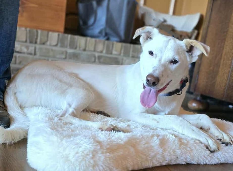 Egret, an adoptable Canaan Dog, Akbash in Boerne, TX, 78006 | Photo Image 2