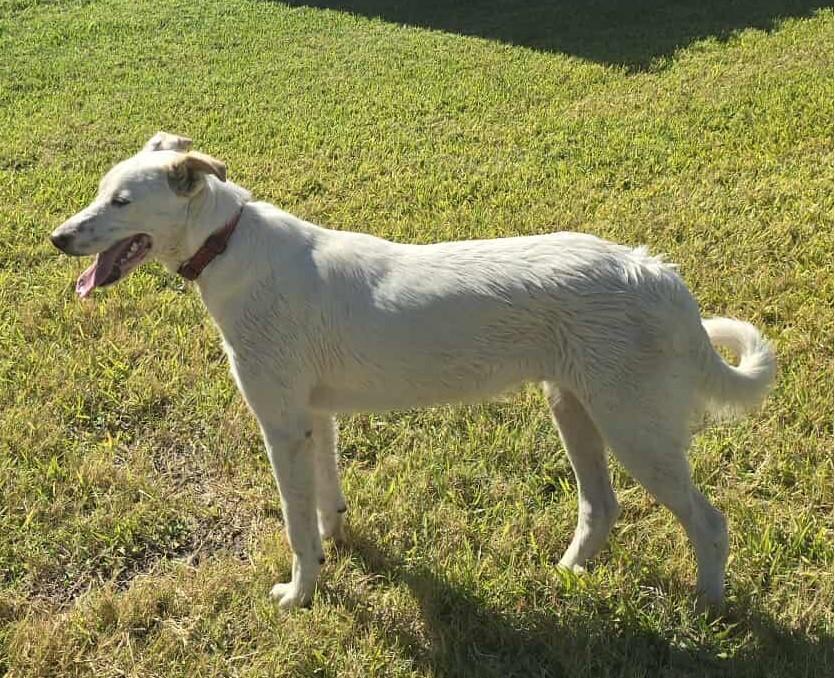 Egret, an adoptable Canaan Dog, Akbash in Boerne, TX, 78006 | Photo Image 5