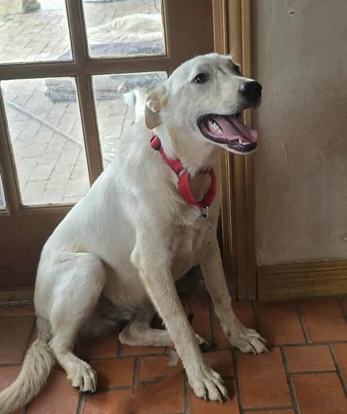 Egret, an adoptable Canaan Dog, Akbash in Boerne, TX, 78006 | Photo Image 3