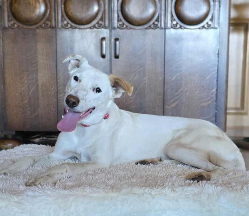 Egret, an adoptable Canaan Dog, Akbash in Boerne, TX, 78006 | Photo Image 6