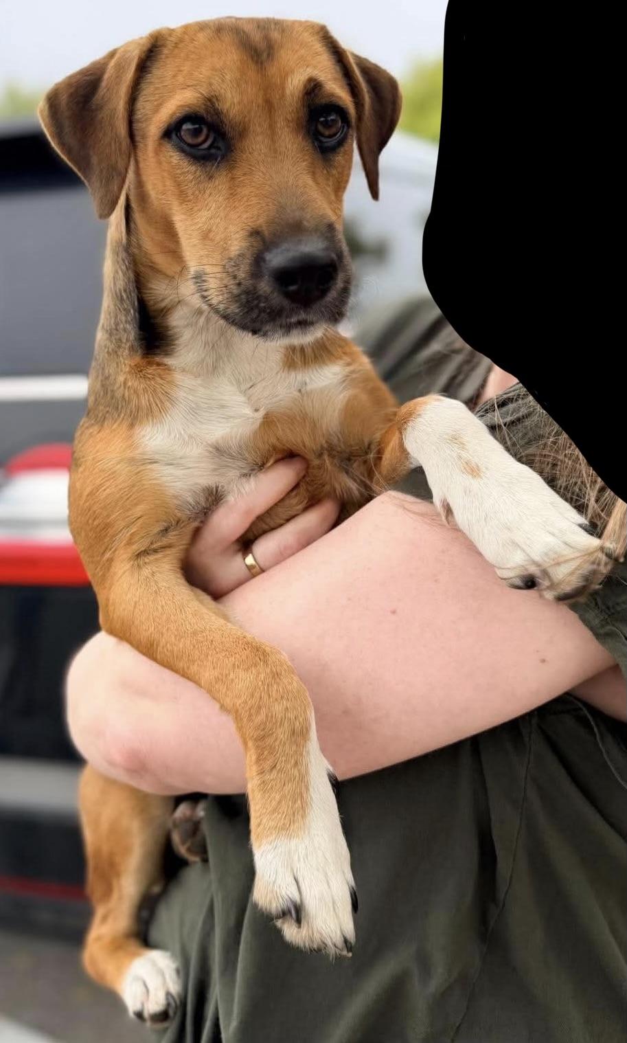 Boots, Adoptable, Puppy Female Black Mouth Cur & Basset Hound.