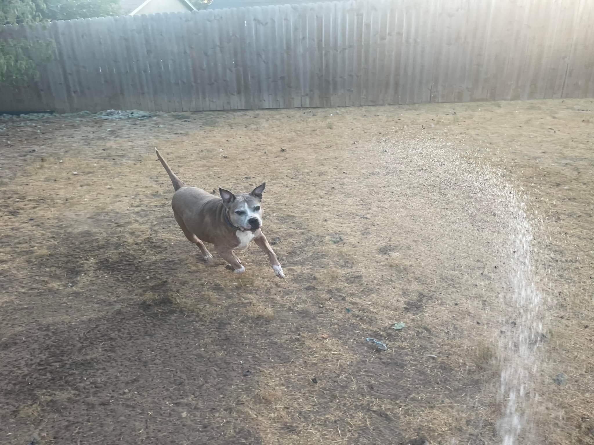 Enlarge Patty Melt, a Adoptable mixed breed in Arlee, MT image 3/6