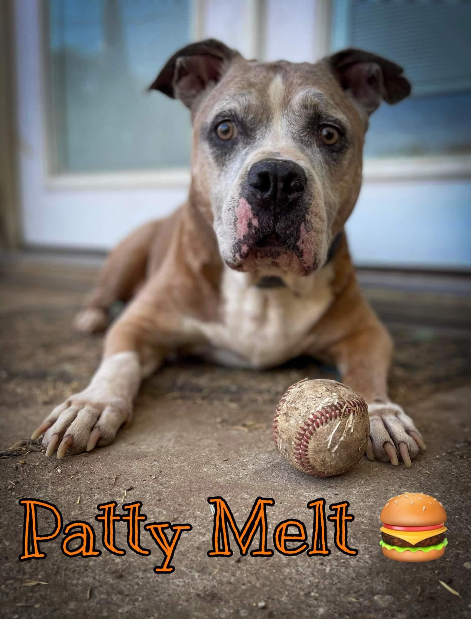 Patty Melt, a Adoptable mixed breed in Arlee, MT image 3/6