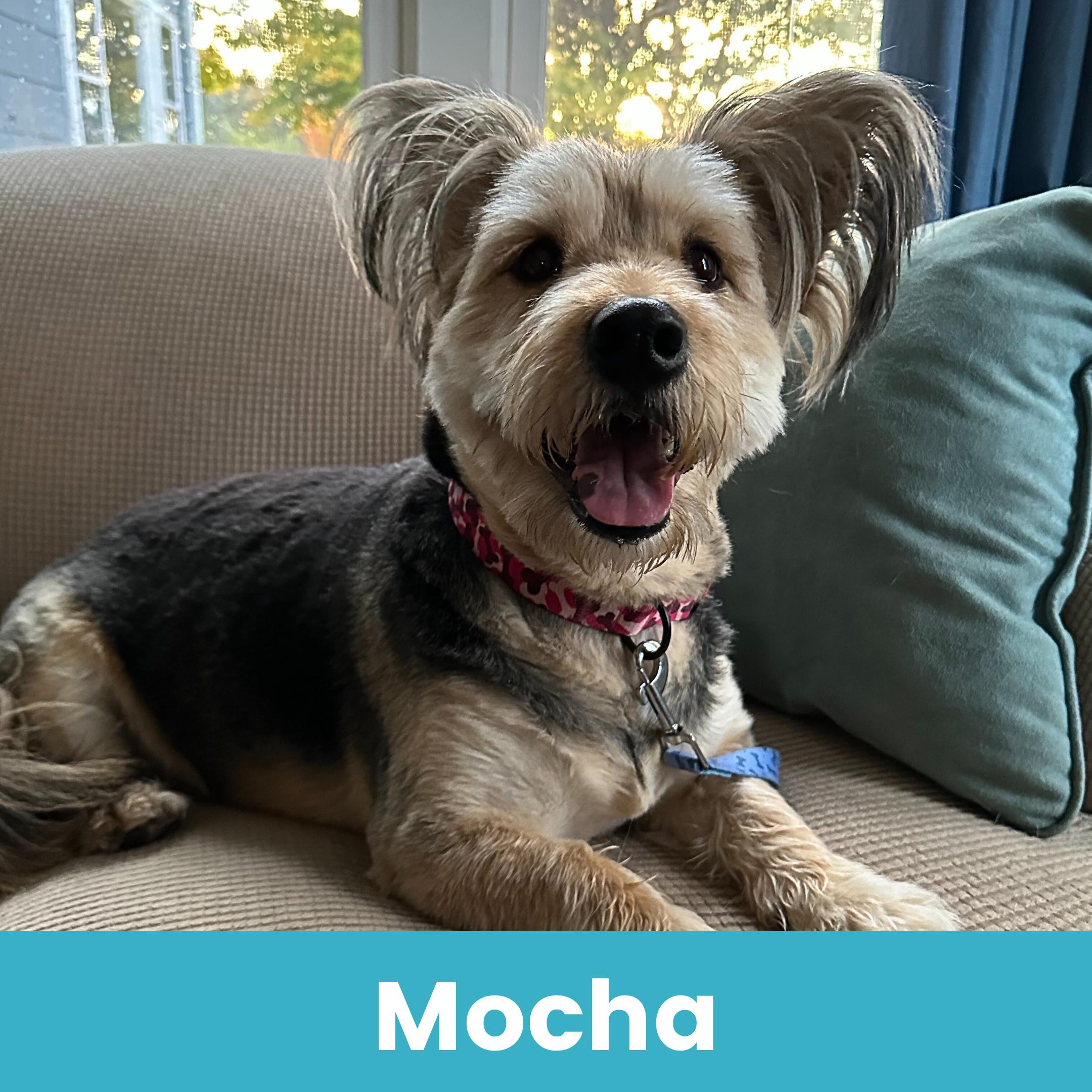 Mocha