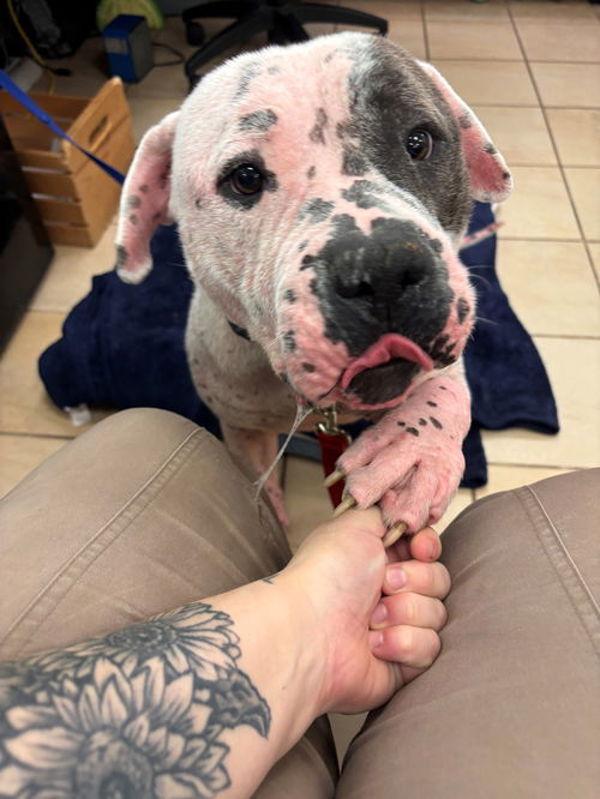 PUPPY, Adoptable, Adult Male American Bulldog.