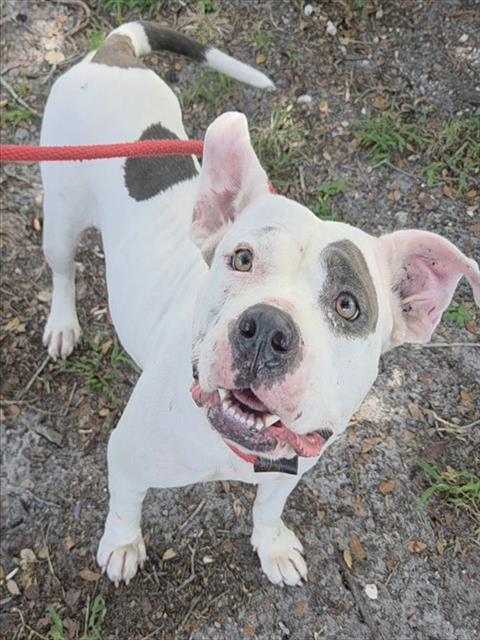 JUDE, Adoptable, Adult Female American Staffordshire Terrier.
