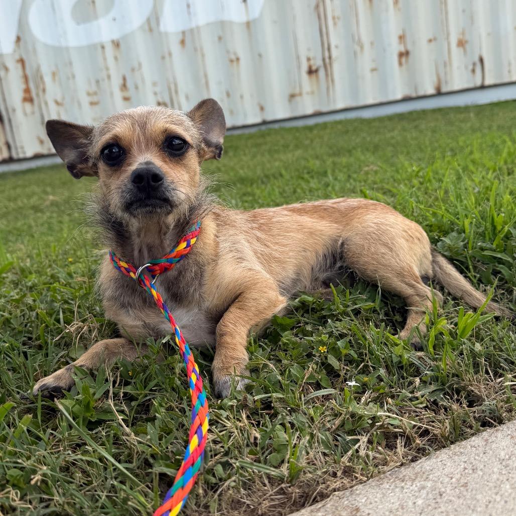 Enlarge Gabby, a Adoptable mixed breed in Bryan, TX image 1/2