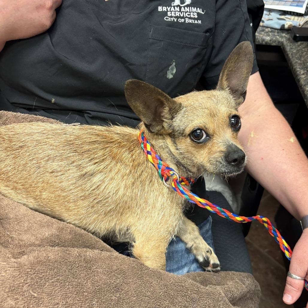 Enlarge Gabby, a Adoptable mixed breed in Bryan, TX image 2/2