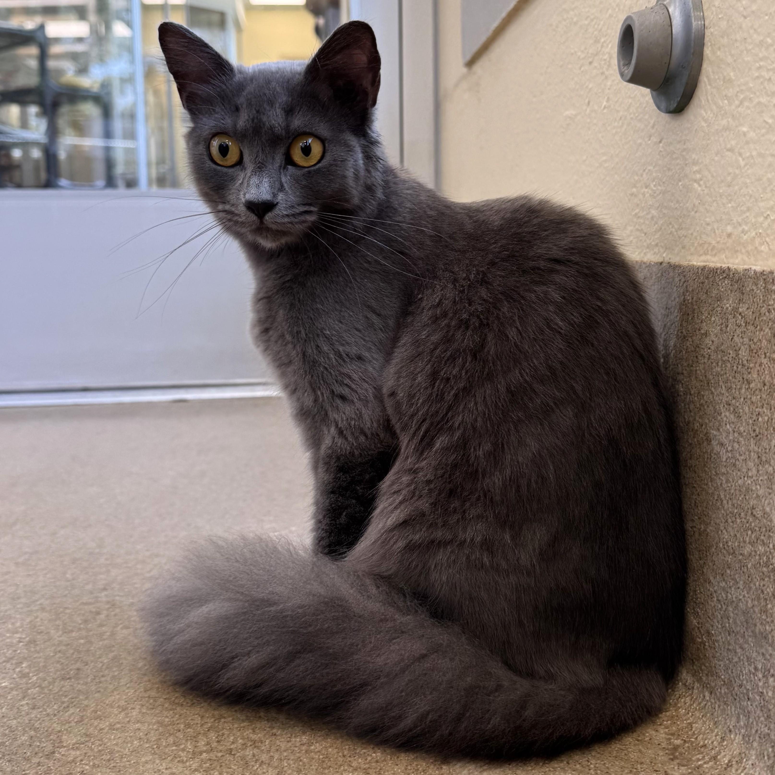 Enlarge Princess Beyoncé, a Adoptable Domestic Short Hair in Eatontown, NJ image 5/6