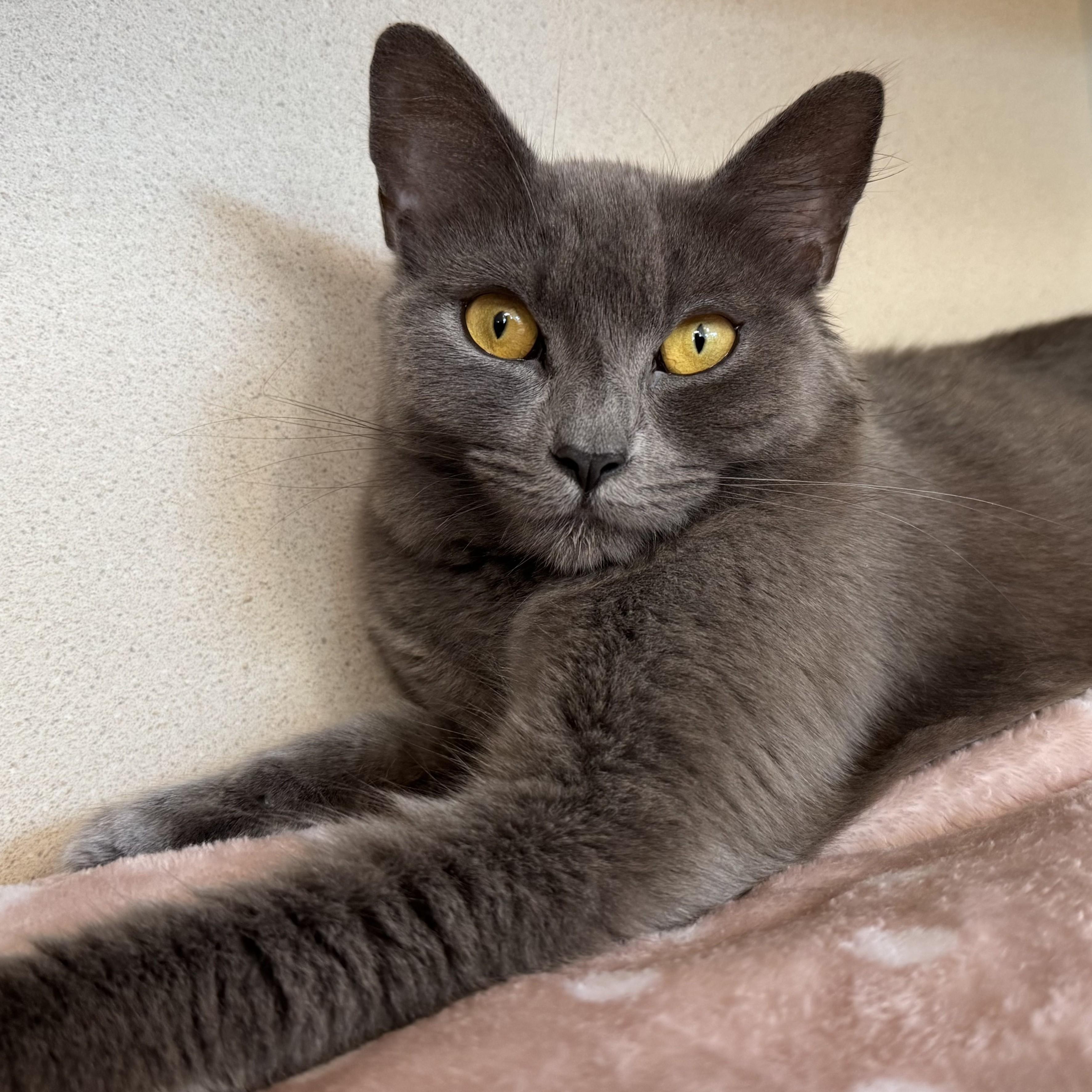 Enlarge Princess Beyoncé, a Adoptable Domestic Short Hair in Eatontown, NJ image 1/6