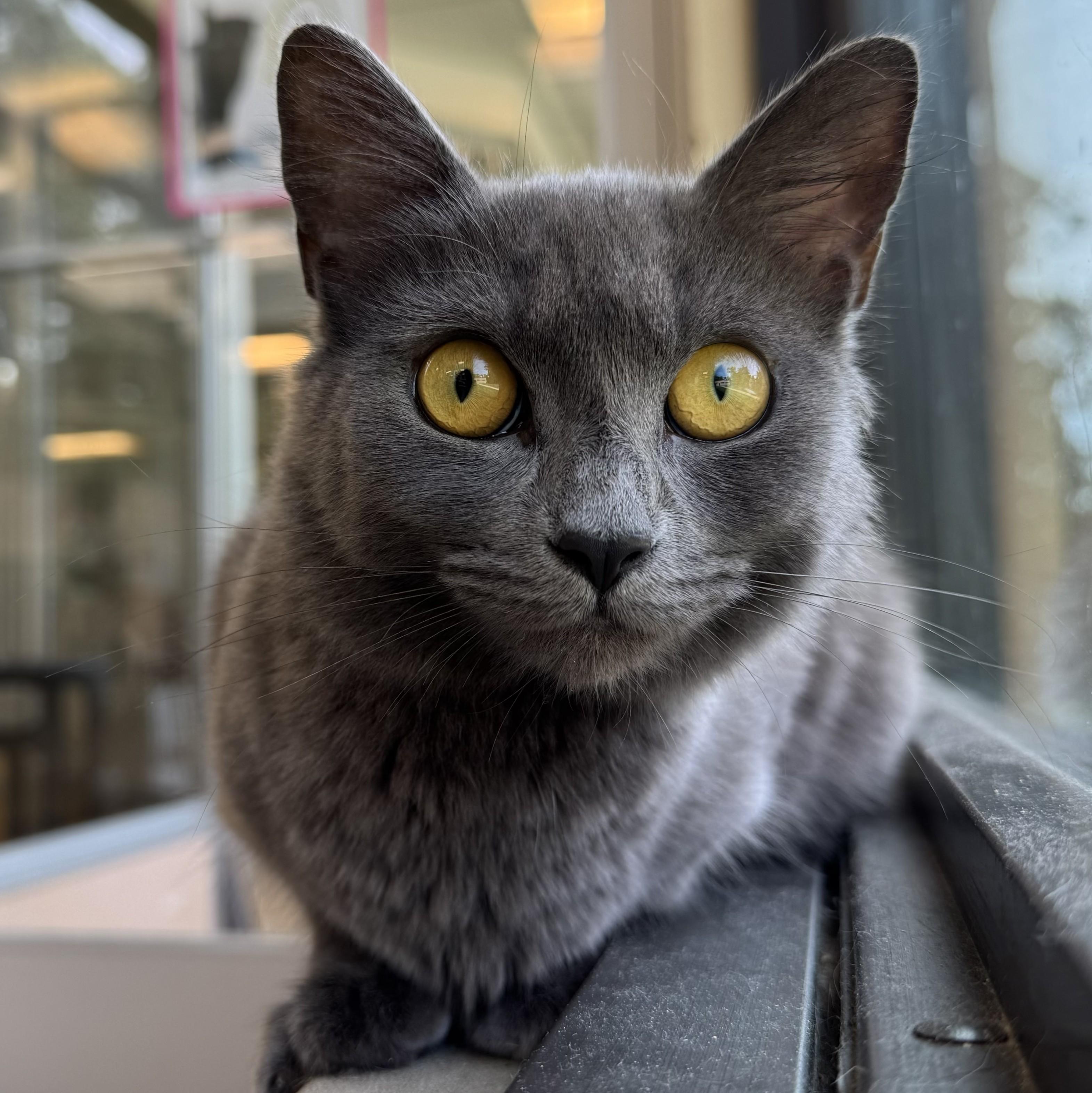 Enlarge Princess Beyoncé, a Adoptable Domestic Short Hair in Eatontown, NJ image 4/6
